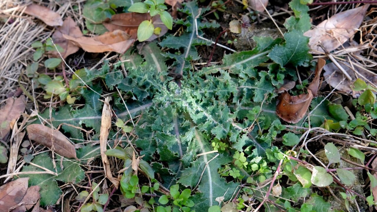 鬼ノゲシ１根生葉20190222