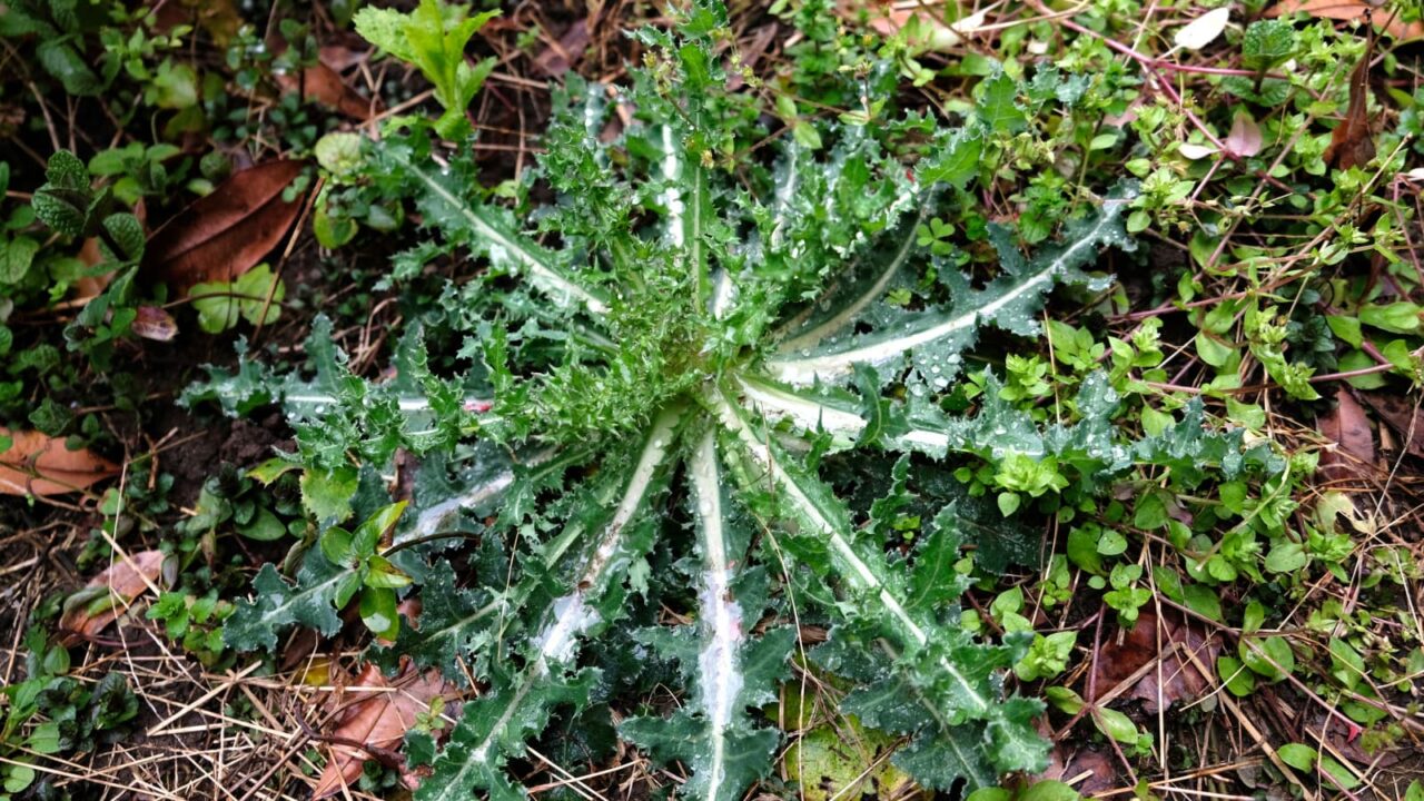 鬼ノゲシ１根生葉20190331-1