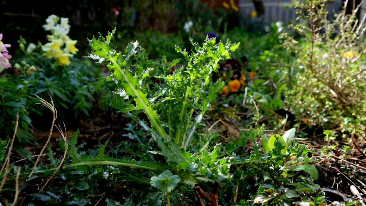 鬼ノゲシ１根生葉立ち上がる20190331（キャッチ画像）