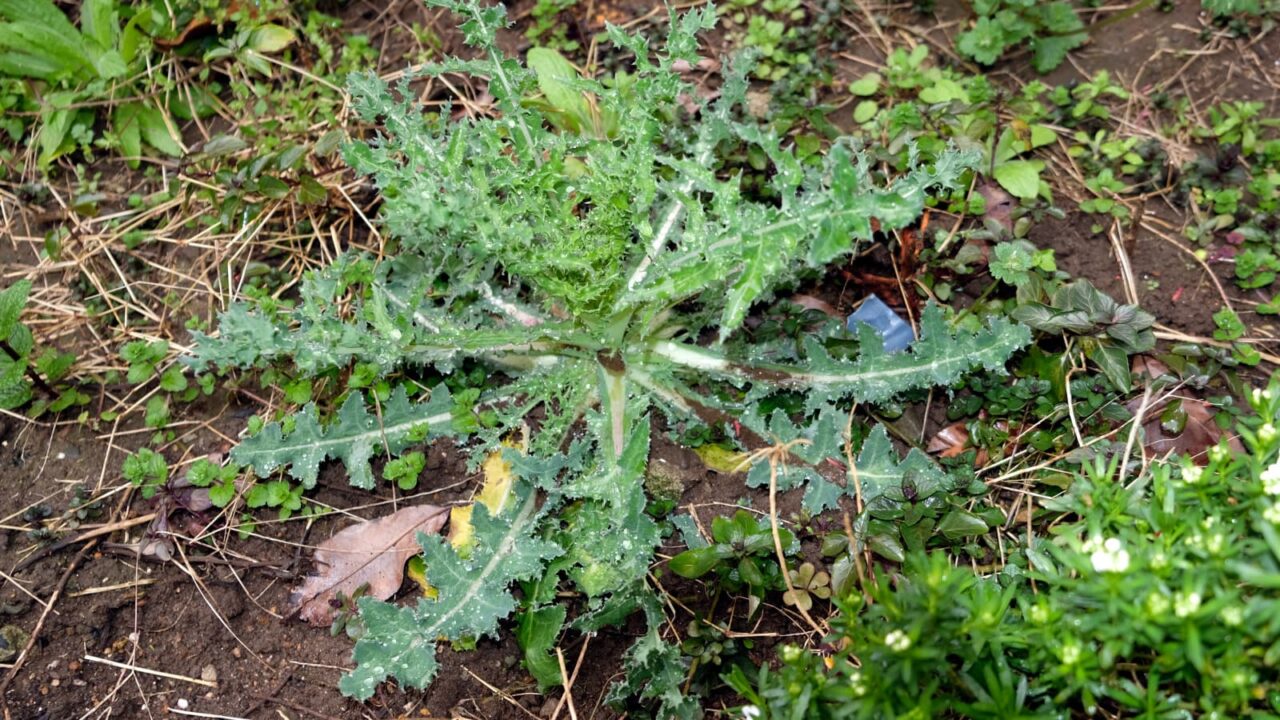 鬼ノゲシ１根生葉20190331-2