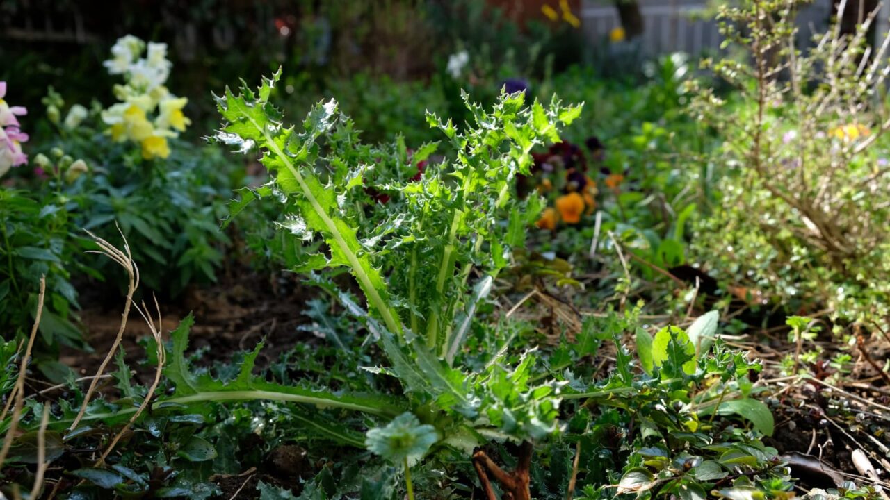 鬼ノゲシ１根生葉立ち上がる20190331-3