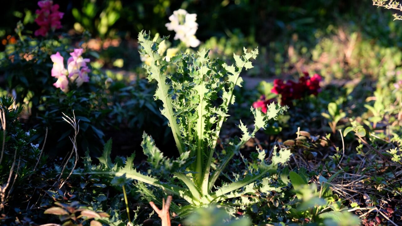 鬼ノゲシ１根生葉立ち上がる20190401-1