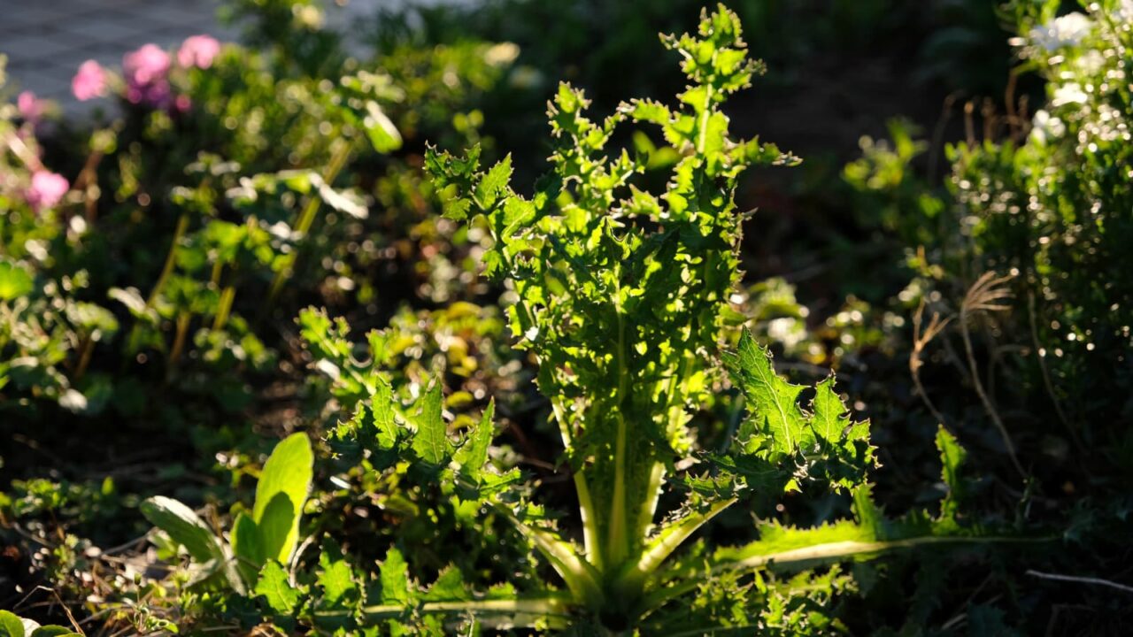 鬼ノゲシ１根生葉立ち上がる20190401-2