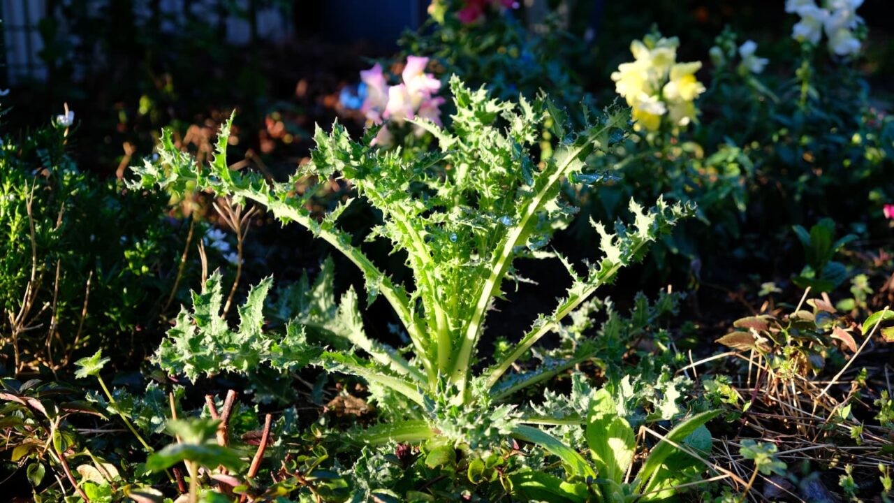 鬼ノゲシ１根生葉立ち上がる20190402