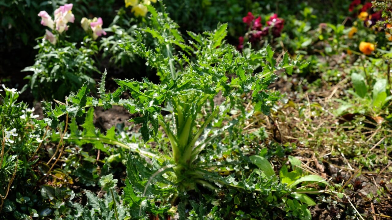 鬼ノゲシ１茎伸びる20190406-1