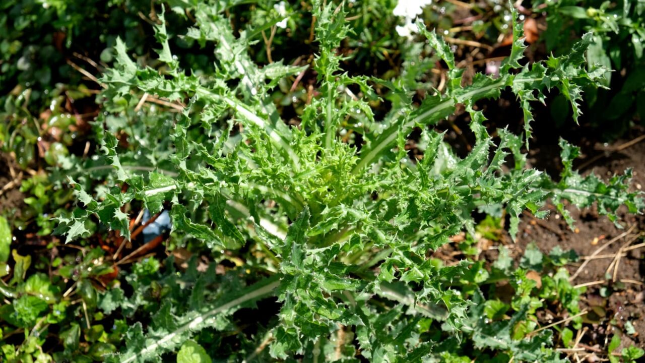 鬼ノゲシ１根生葉立ち上がる20190406-2