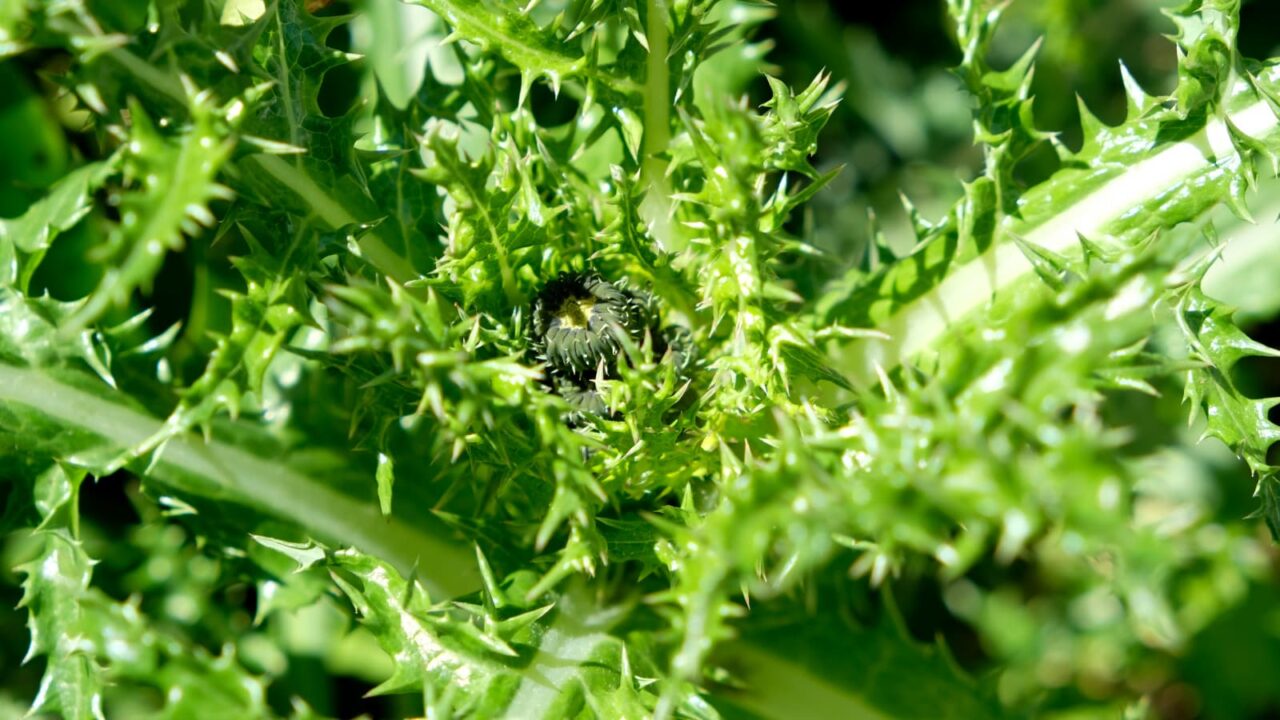 オニノゲシ蕾20190416