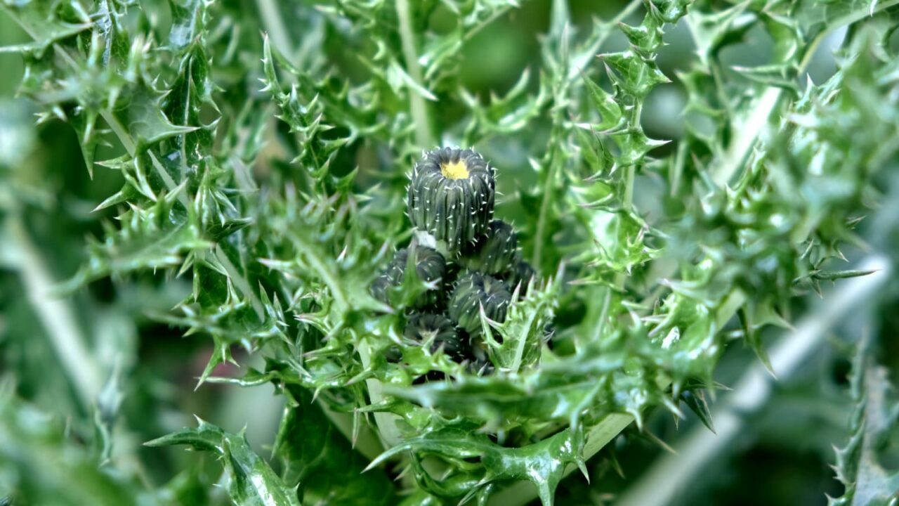 オニノゲシ蕾20190419