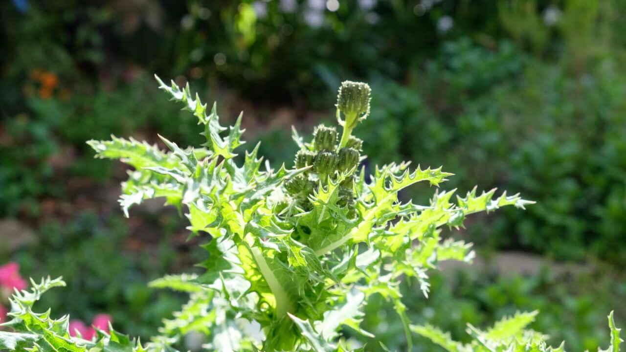 鬼ノゲシ１蕾20190420