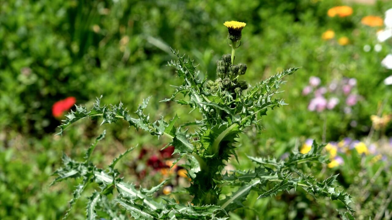 鬼ノゲシ１一番花20190421-1