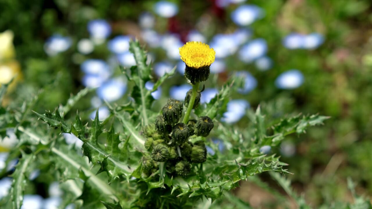 鬼ノゲシ１一番花20190421-2