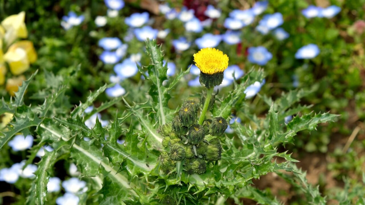 鬼ノゲシ１一番花20190421-3