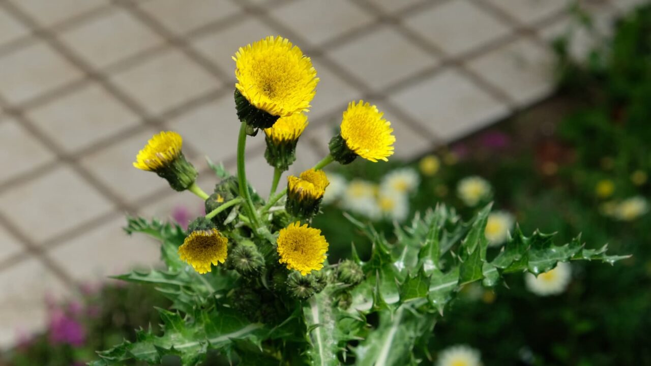 鬼ノゲシ１花の群れ咲き20190423
