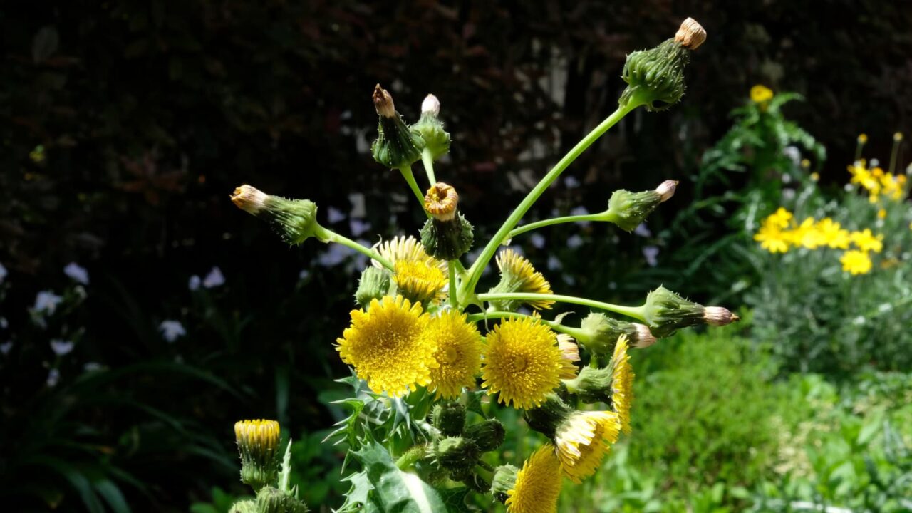 鬼ノゲシ１花の群れ咲き20190428