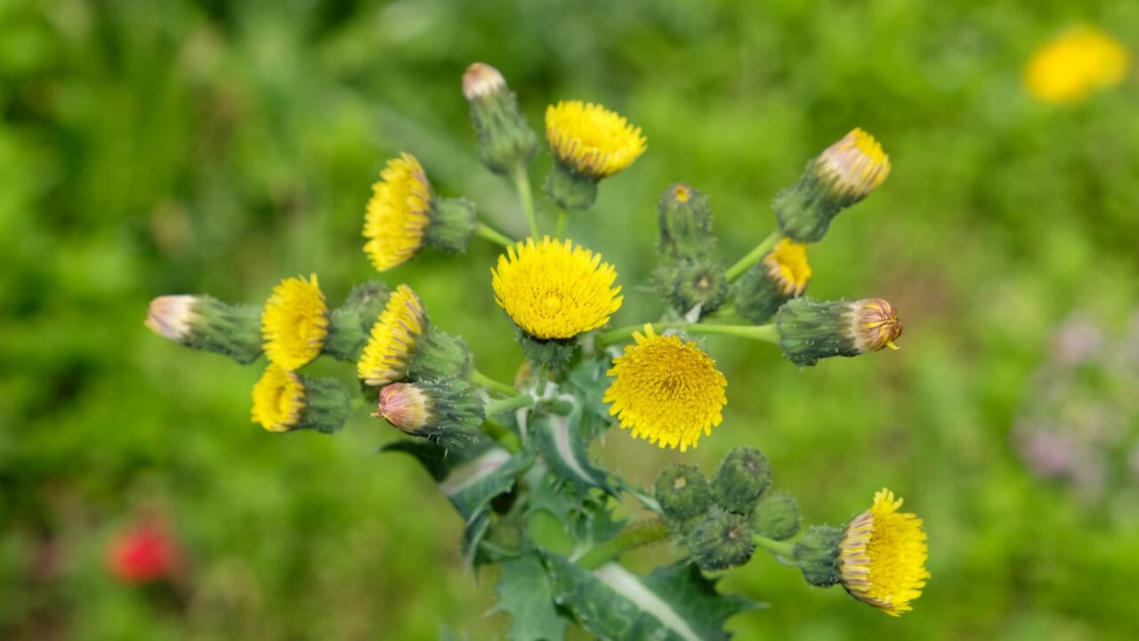 鬼ノゲシ１花の群れ咲き20190429-1