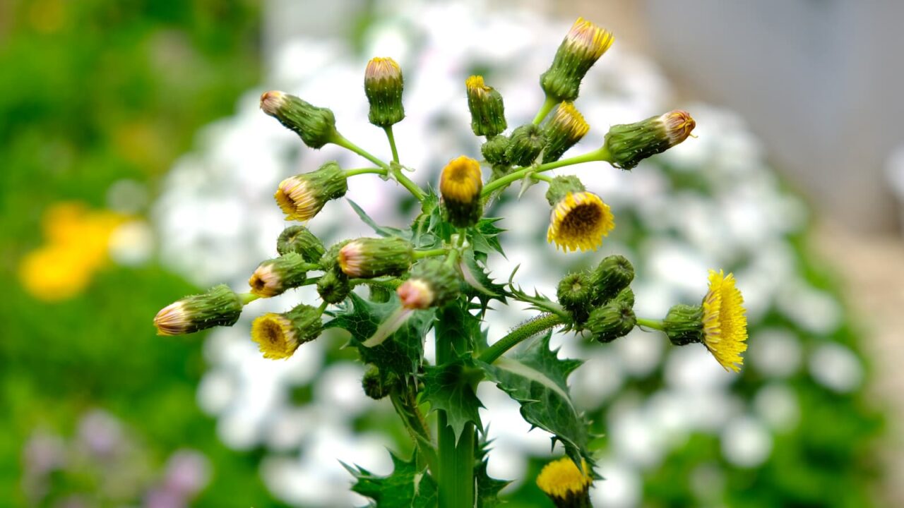 鬼ノゲシ１花の群れ咲き20190429-2