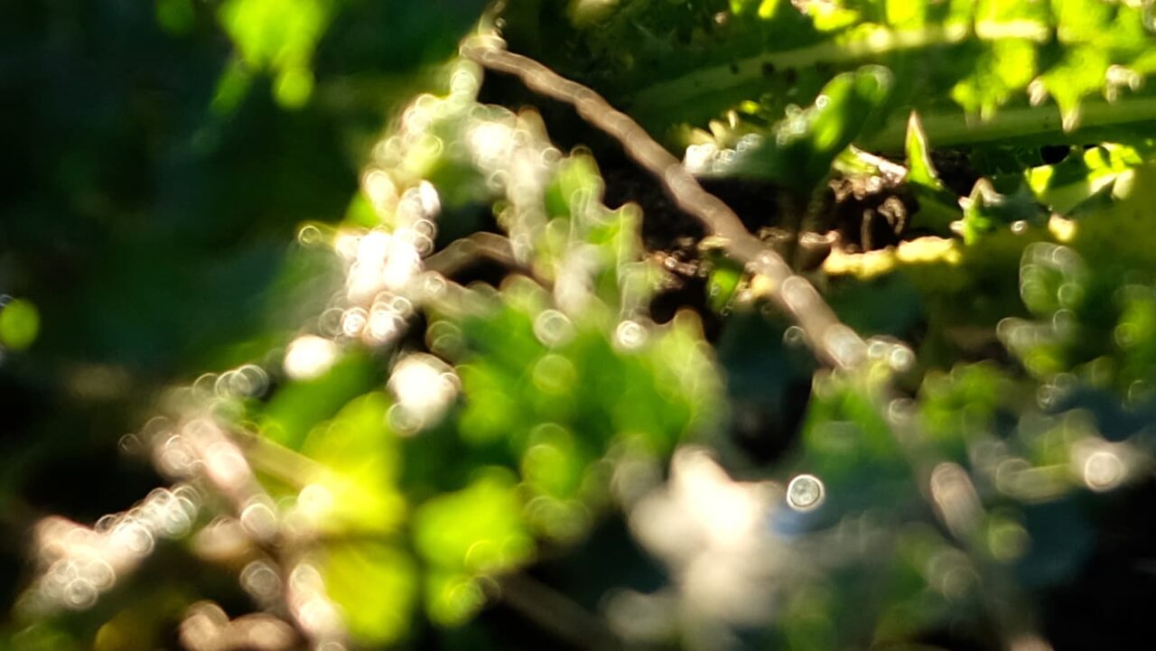 2019鬼ノゲシ１とオーブ1