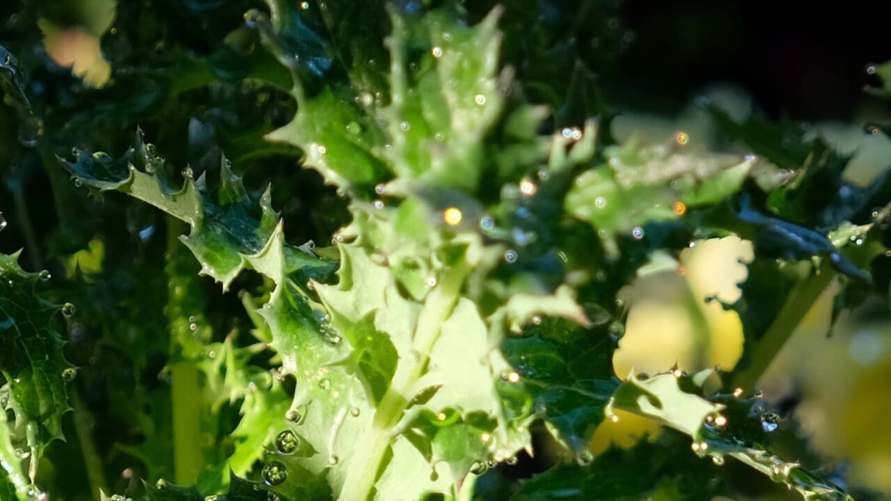 2019鬼ノゲシ１とオーブ10