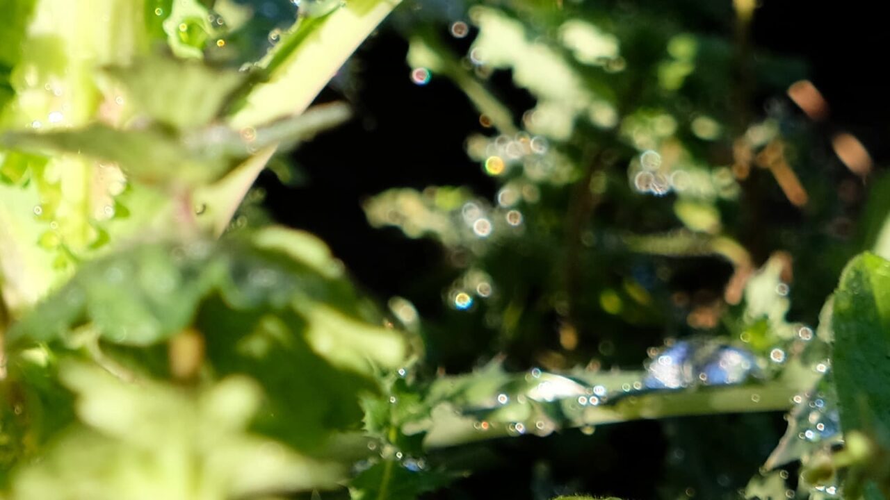 2019鬼ノゲシ１とオーブ11