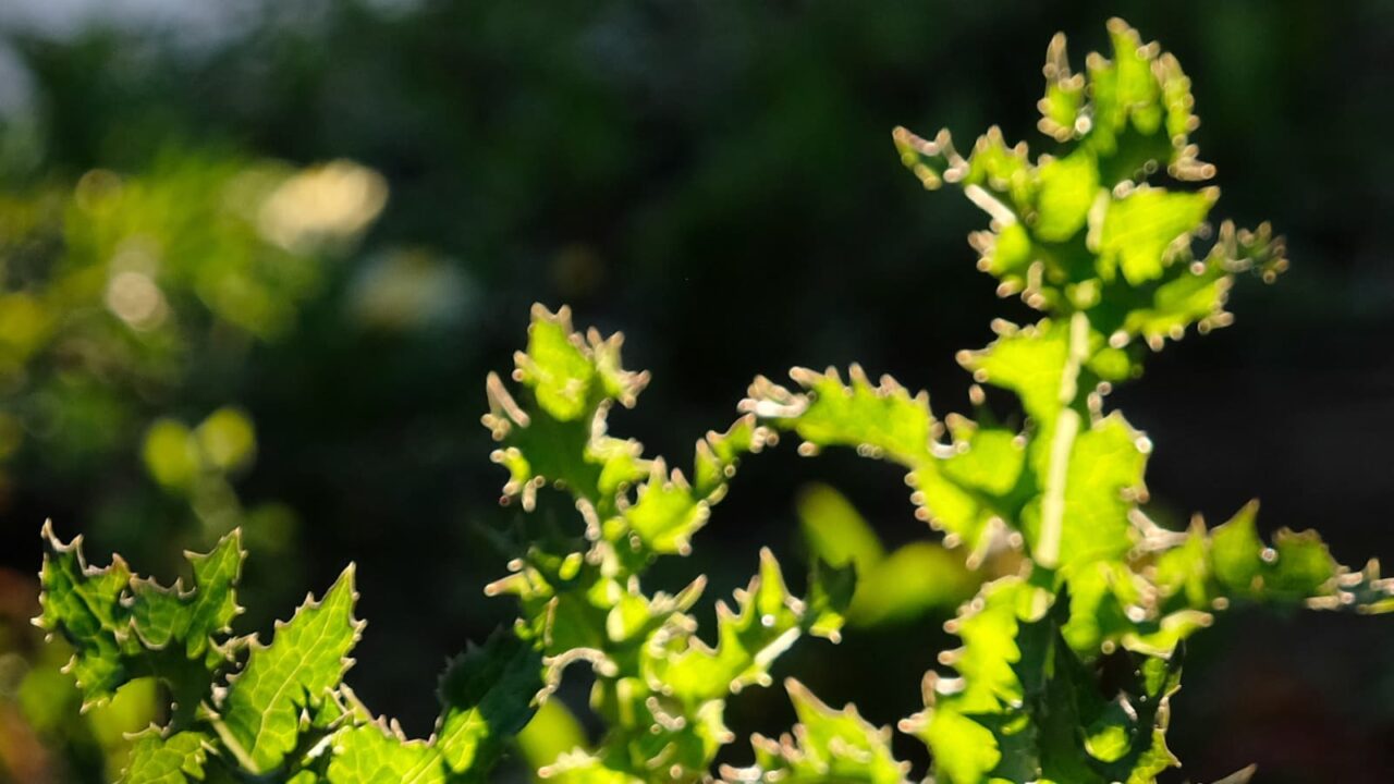 2019鬼ノゲシ１とオーブ2