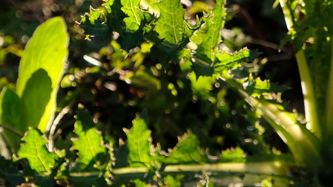 2019鬼ノゲシ１とオーブ3