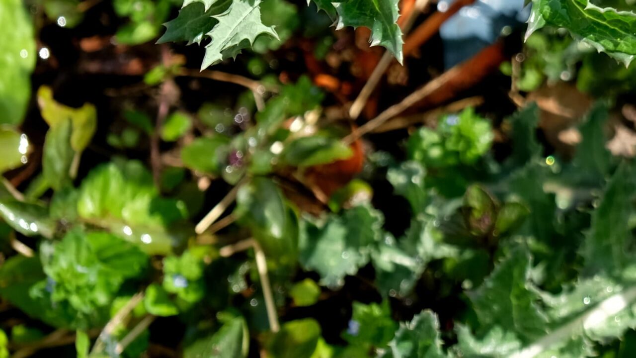 2019鬼ノゲシ１とオーブ5