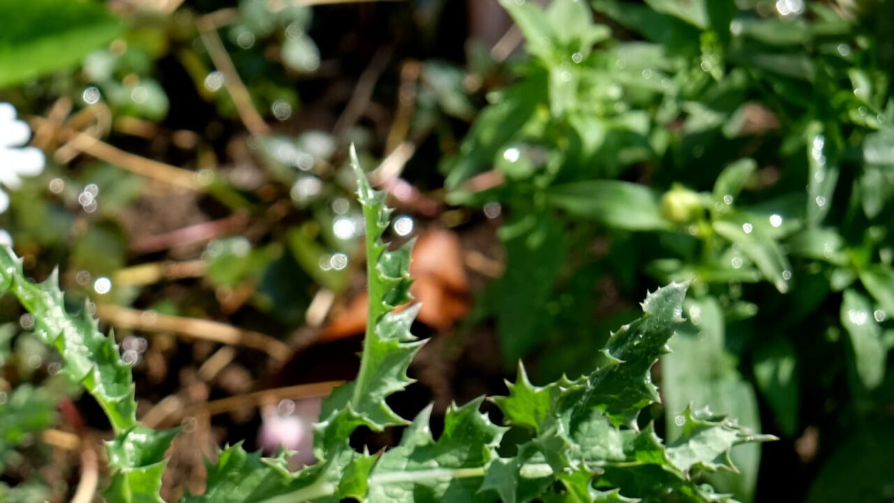 2019鬼ノゲシ１とオーブ6