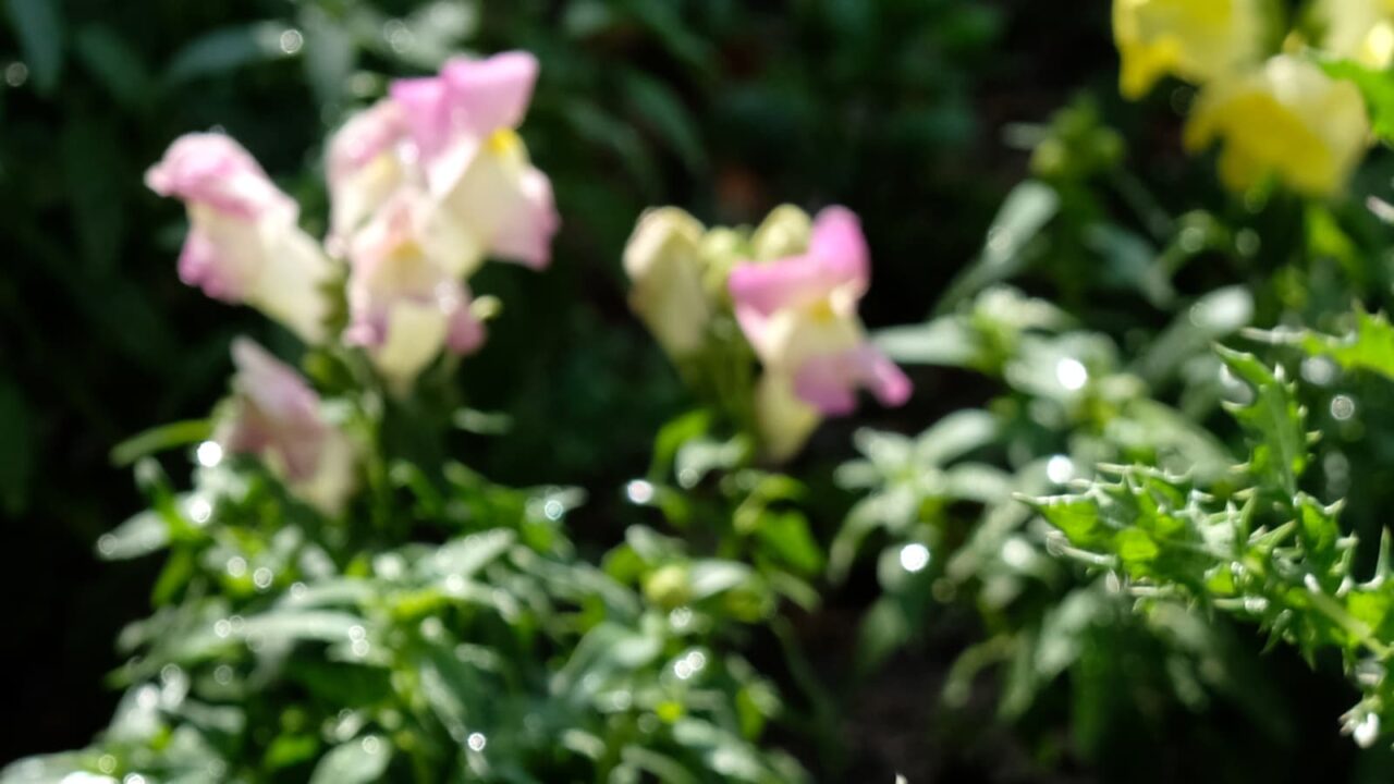 2019鬼ノゲシ１とオーブ7