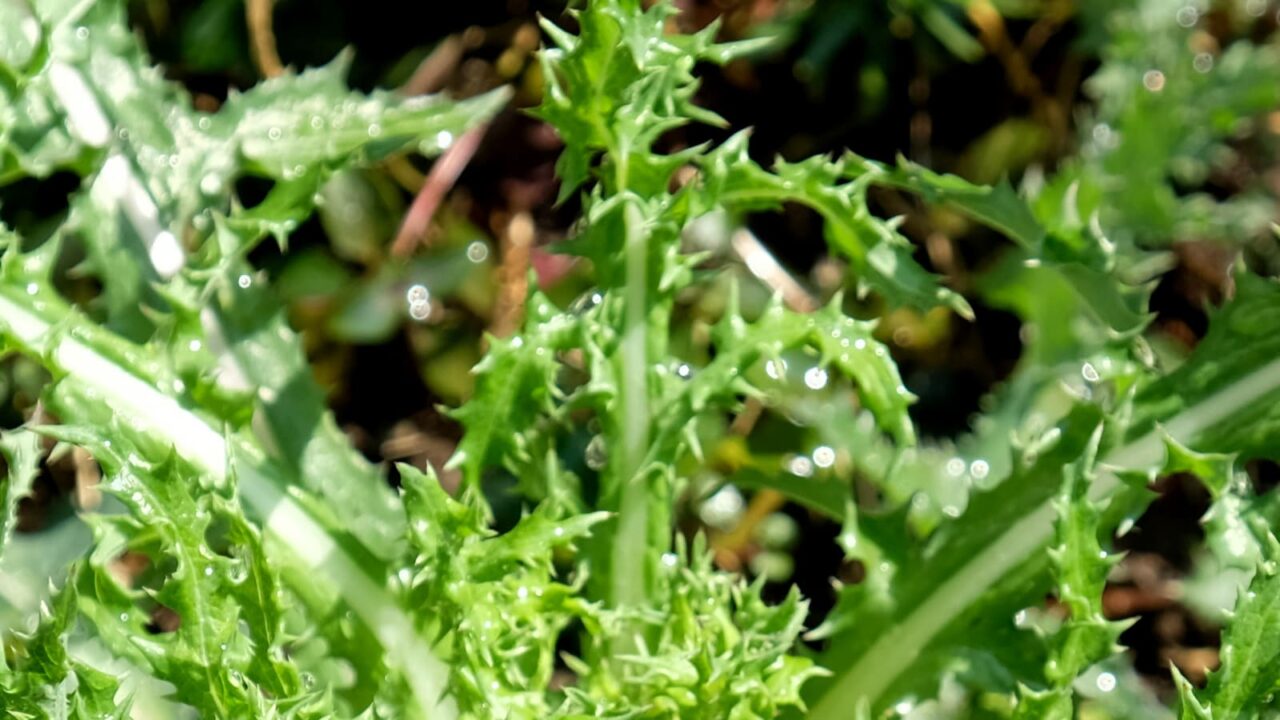 2019鬼ノゲシ１とオーブ8