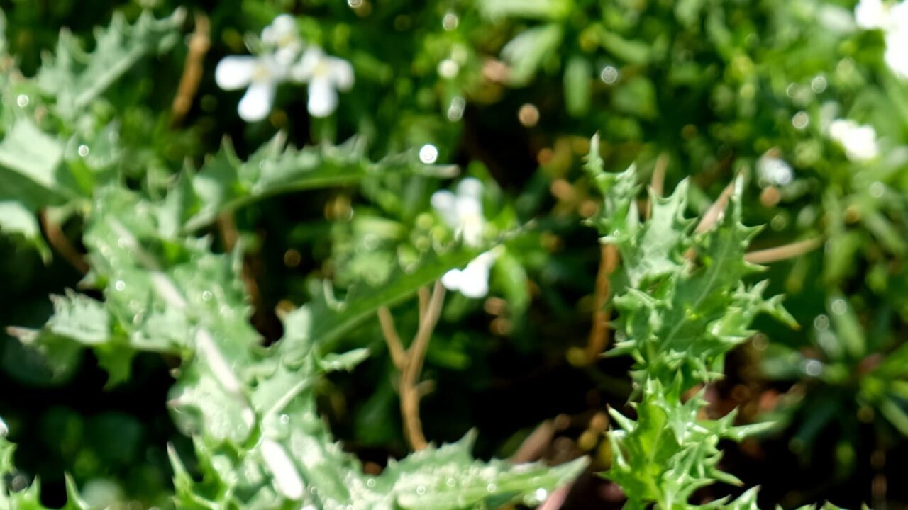 2019鬼ノゲシ１とオーブ9