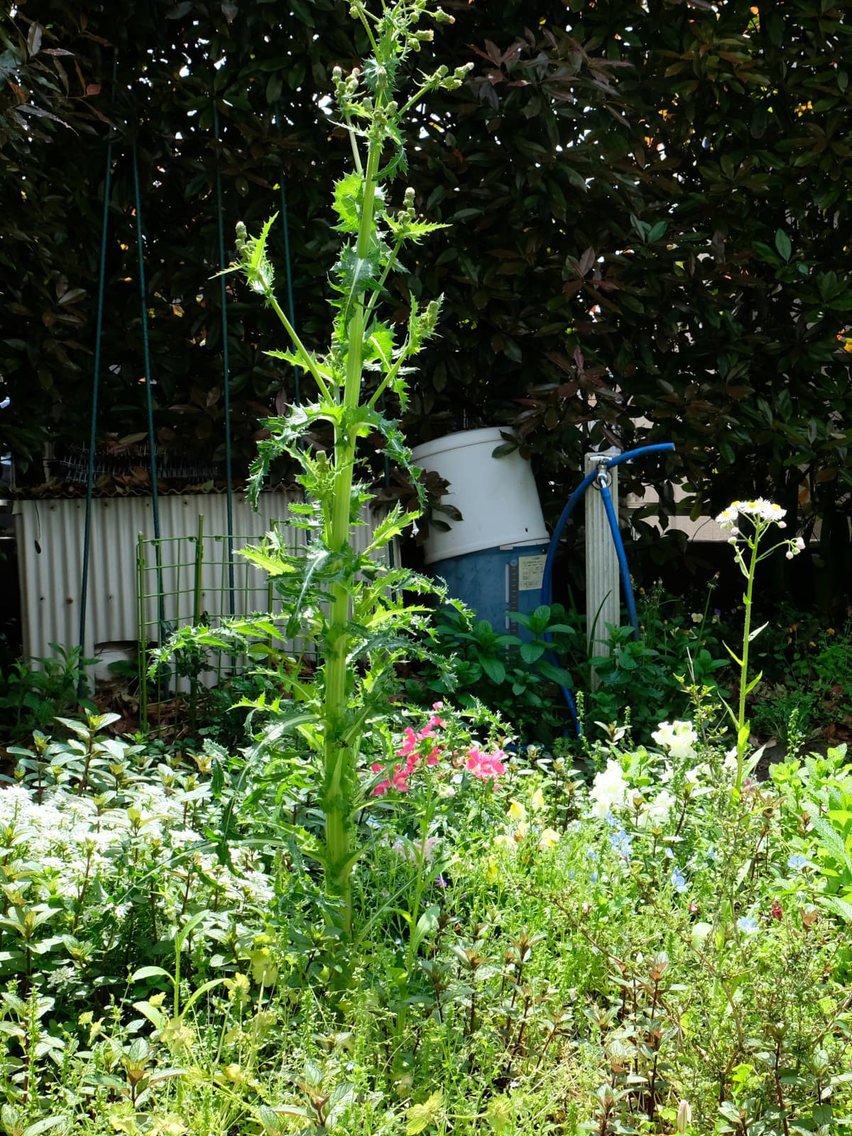 鬼ノゲシ１全容20190502