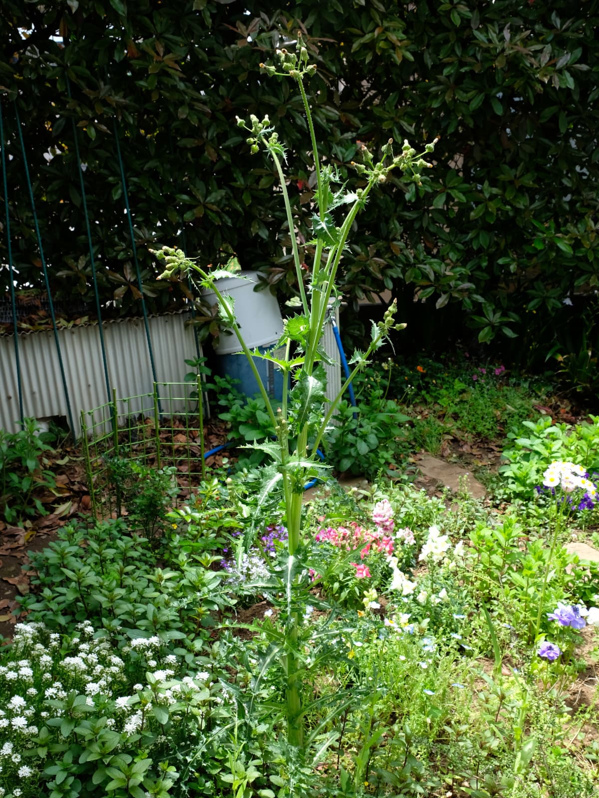 鬼ノゲシ１全容20190506