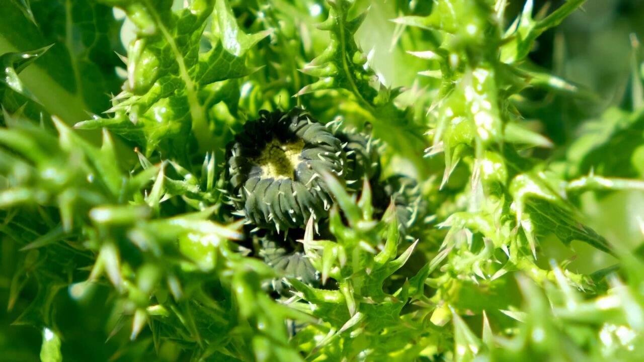 オニノゲシ蕾（拡大）2019