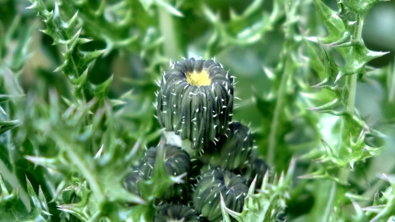 オニノゲシ蕾（拡大）2019