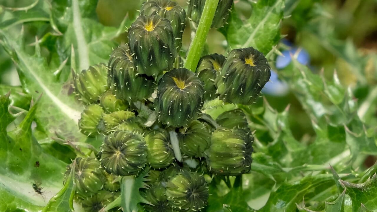 オニノゲシ蕾の群（拡大）2019