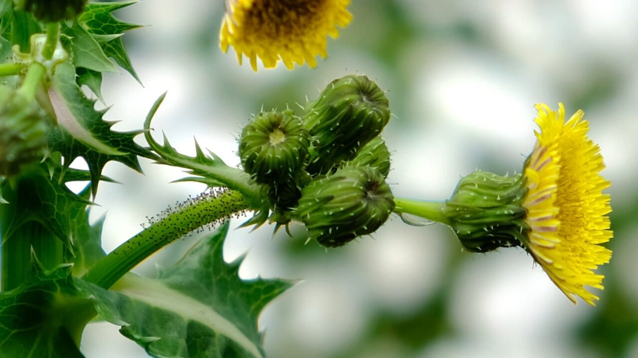 オニノゲシ繊毛のある茎（拡大）2019