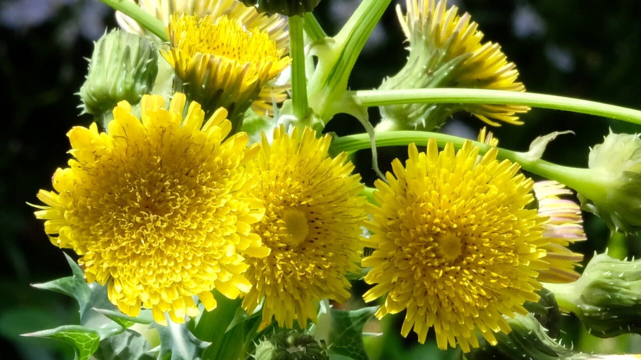 オニノゲシ花（拡大）2019