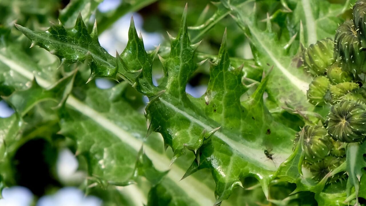 オニノゲシ鬼葉2019