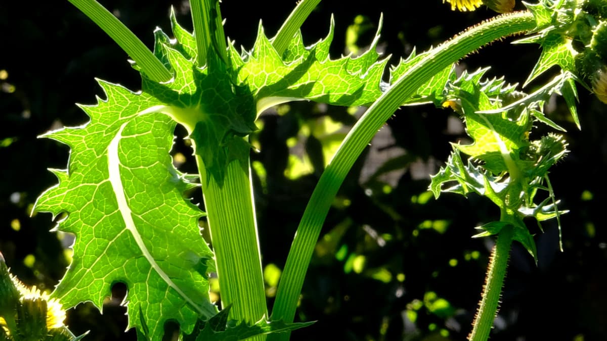 オニノゲシ葉（透過光）2019（キャッチ画像）