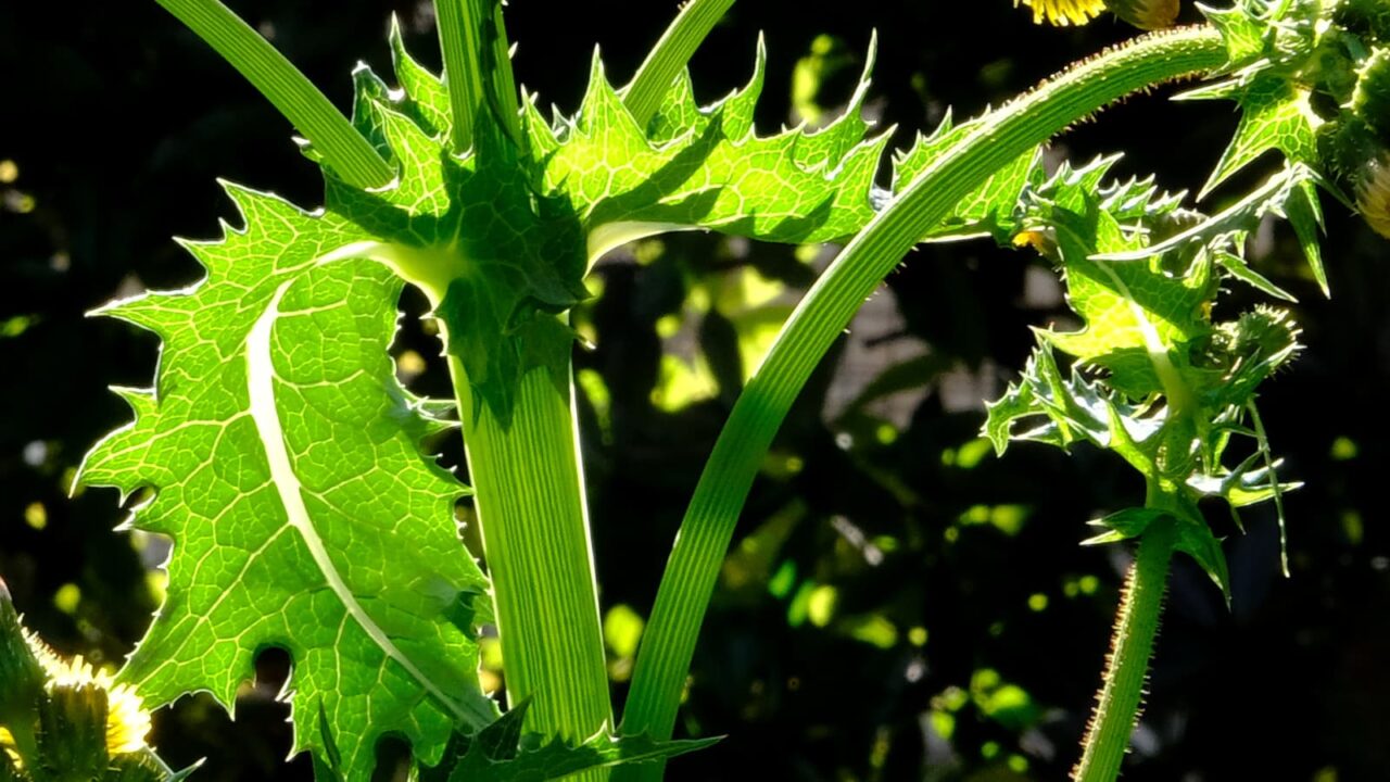 オニノゲシ葉（透過光）2019