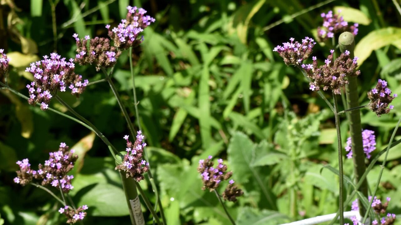 三尺バーベナ20200801（茶が目立ち始めた花姿）