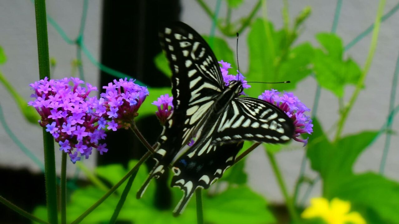 三尺バーベナにアゲハ202006-11