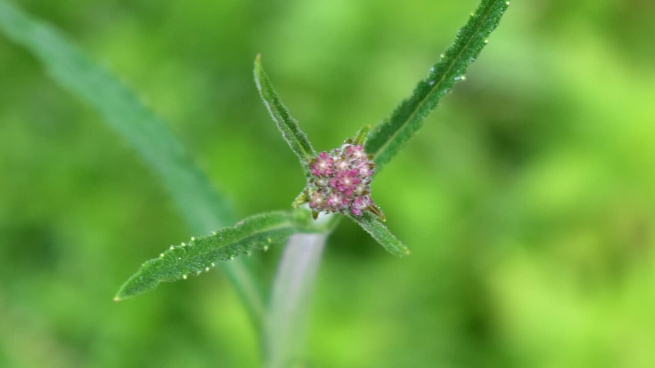 三尺バーベナ20200526（蕾）