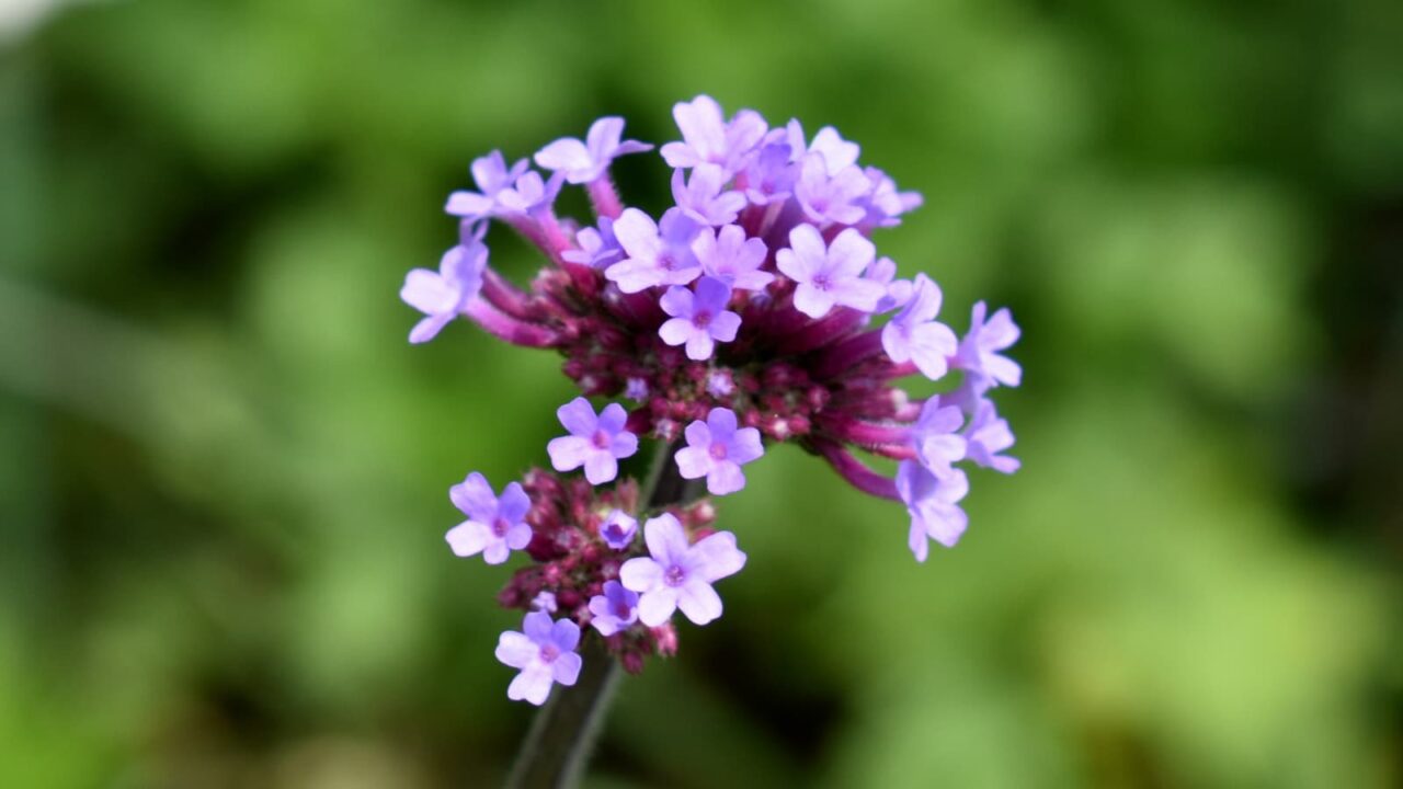 三尺バーベナ20200603-2（花房）