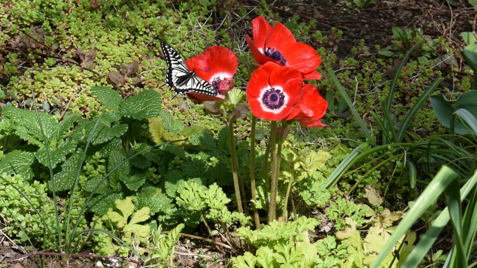 アネモネとアゲハ1