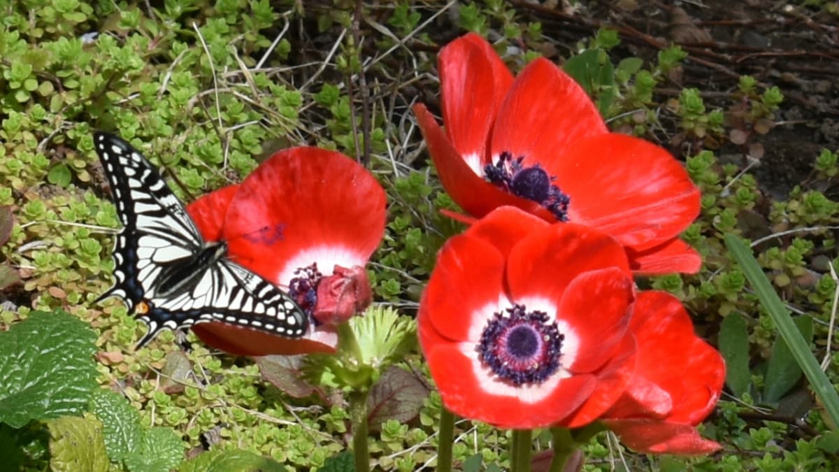 アネモネとアゲハ2