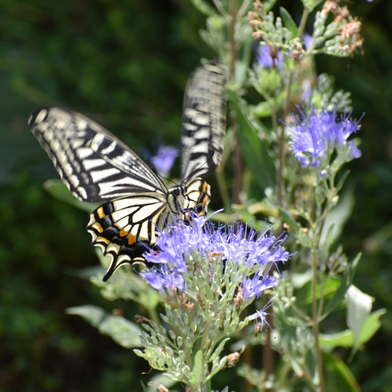 カリオプテリスの蜜を吸うアゲハ1