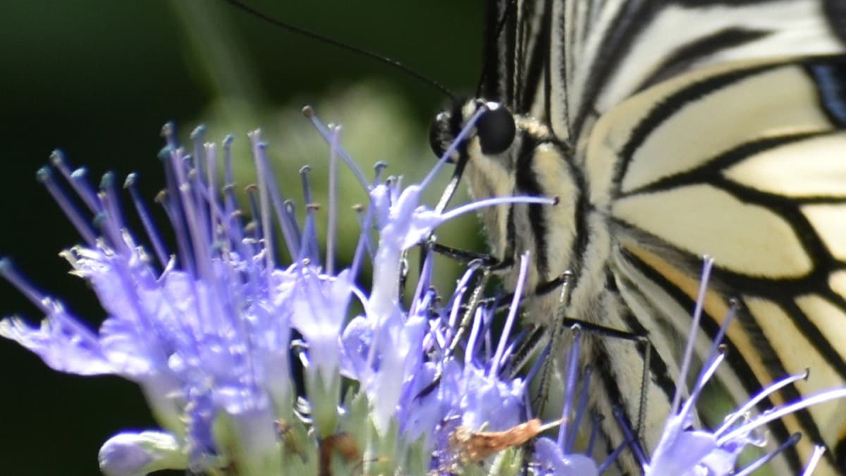 カリオプテリスの蜜を吸うアゲハ1200