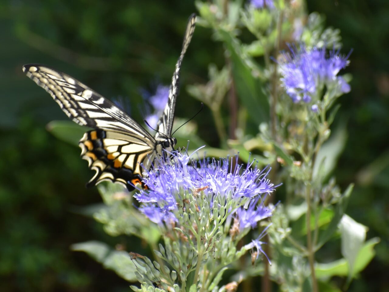 カリオプテリスの蜜を吸うアゲハ2
