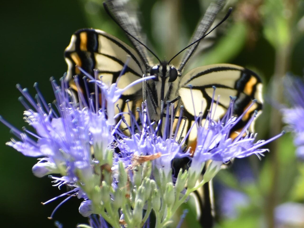 カリオプテリスの蜜を吸うアゲハ33（近接撮影）